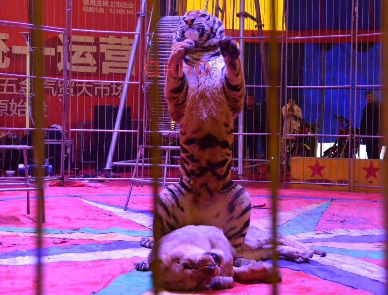 德阳皇家马戏团表演活动方案 欢迎咨询 马戏动物表演