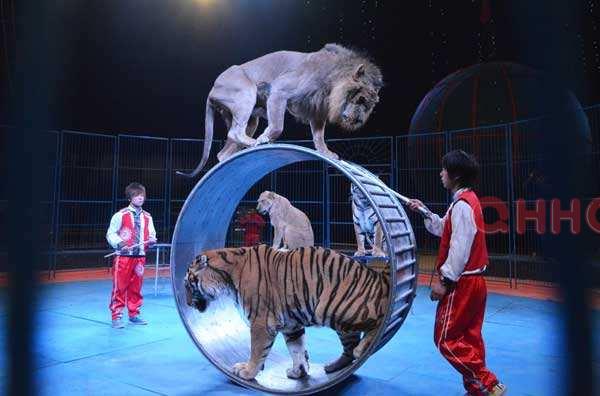 自贡马戏团动物表演之驯兽师与动物