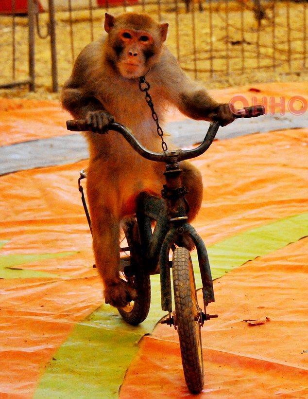 马戏动物表演巴中马戏团表演出租