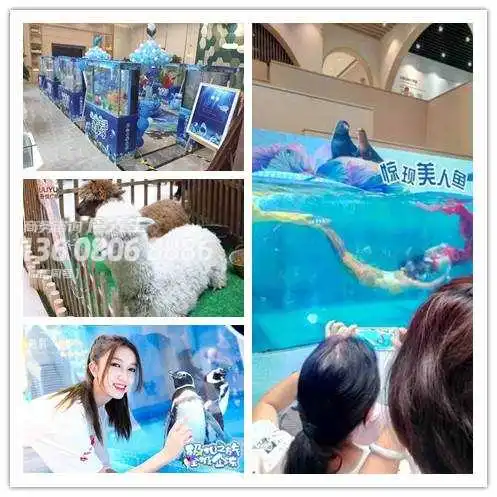 南充羊驼出租费用)地产暖场活动2022已更新(今日/图片)